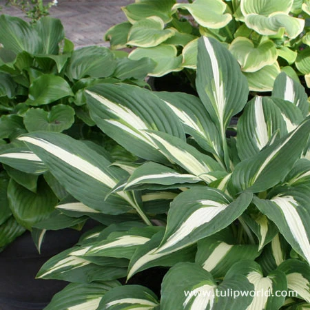 Hooray For Hostas Collection 5 Hooray For Hostas Collection - Image 3