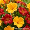 Mixed Daylily Super Pack -Garden Supplies Sales Store 27143 mixed daylilies