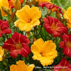 Ultimate Perennial Value Collection 28 Ultimate Perennial Value Collection -Garden Supplies Sales Store 27143 mixed daylilies 2