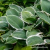 Hosta Jumbo Pack - Albomarginata 1 Hosta Jumbo Pack - Albomarginata -Garden Supplies Sales Store 27144 hosta