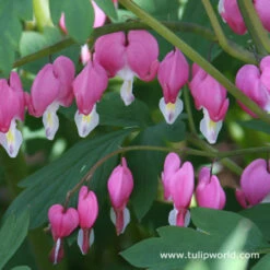 Made For The Shade Perennial Collection -Garden Supplies Sales Store 27164