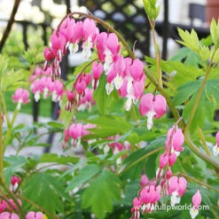 Made For The Shade Perennial Collection -Garden Supplies Sales Store 27164 bleeding hearts 2