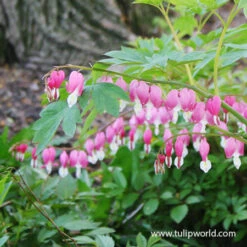 Made For The Shade Perennial Collection -Garden Supplies Sales Store 27164 bleeding hearts