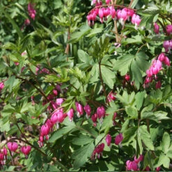 Made For The Shade Perennial Collection -Garden Supplies Sales Store 27164E