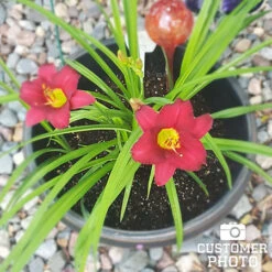 Dazzling Daylily Collection 12 Dazzling Daylily Collection -Garden Supplies Sales Store 27165 pardon me daylily 2