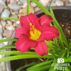 Dazzling Daylily Collection 13 Dazzling Daylily Collection -Garden Supplies Sales Store 27165 pardon me daylily