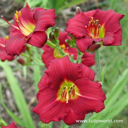 Dazzling Daylily Collection 4 Dazzling Daylily Collection - Image 2