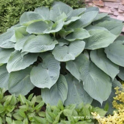 Hooray For Hostas Collection 11 Hooray For Hostas Collection -Garden Supplies Sales Store 27167 1