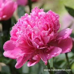 White And Pink Peony Collection -Garden Supplies Sales Store 27172