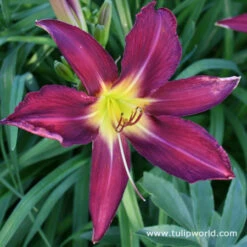 Dazzling Daylily Collection 14 Dazzling Daylily Collection -Garden Supplies Sales Store 27178 1