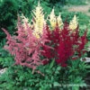 Mixed Astilbe Value Bag 1 Mixed Astilbe Value Bag -Garden Supplies Sales Store 27180 2