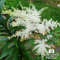 Shade Garden Kit Collection -Garden Supplies Sales Store 27180 astilbe 1