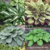 Hooray For Hostas Collection -Garden Supplies Sales Store 27183