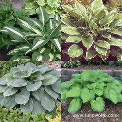 Hooray For Hostas Collection
