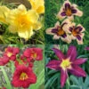 Dazzling Daylily Collection