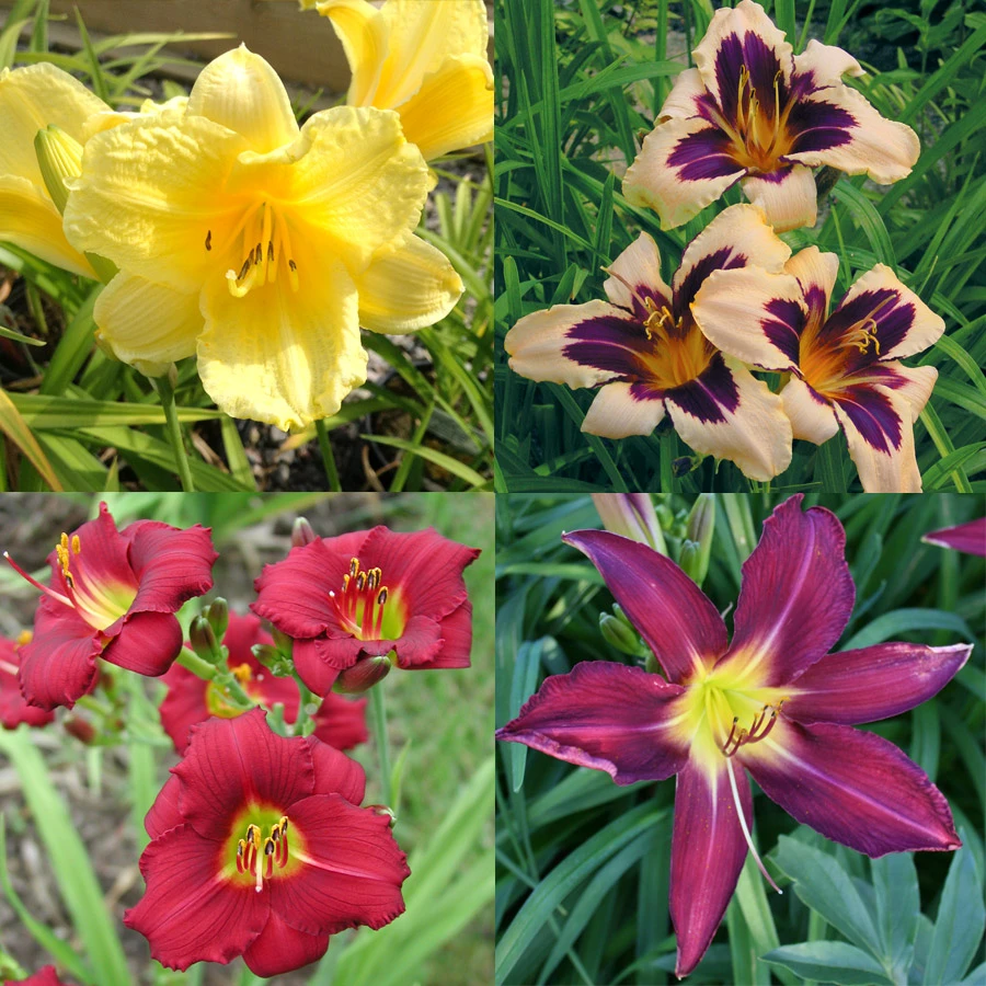 Dazzling Daylily Collection 3 Dazzling Daylily Collection