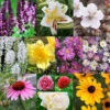 All Season Blooming Perennial Collection -Garden Supplies Sales Store 27185