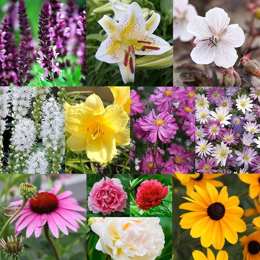 All Season Blooming Perennial Collection 3 All Season Blooming Perennial Collection