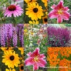 Butterfly Perennial Garden Collection