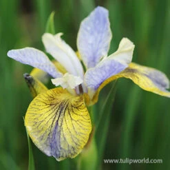Tipped In Blue Siberian Iris