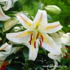 Spotty Garden Party Lily Collection -Garden Supplies Sales Store 27196 garden party lily 2 3