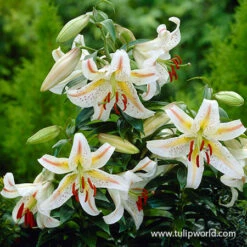 All Season Blooming Perennial Collection 23 All Season Blooming Perennial Collection -Garden Supplies Sales Store 27196 garden party lily