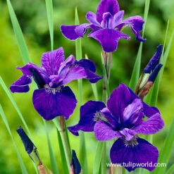 Caesar's Brother Siberian Iris