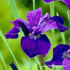 Caesar's Brother Siberian Iris -Garden Supplies Sales Store 27197 caesars brother siberian iris 3