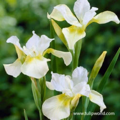 Summer Flowering Lily And Perennial Sampler Pack -Garden Supplies Sales Store 27199 moon silk siberian iris