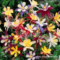 Summer Flowering Lily And Perennial Sampler Pack -Garden Supplies Sales Store 27200