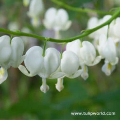 Shade Border Garden Collection 12 Shade Border Garden Collection -Garden Supplies Sales Store 27201