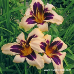 Dazzling Daylily Collection 15 Dazzling Daylily Collection -Garden Supplies Sales Store 27210