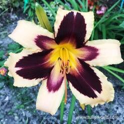 Dazzling Daylily Collection 16 Dazzling Daylily Collection -Garden Supplies Sales Store 27210 wild horses daylily
