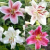 Oriental Lily Collection -Garden Supplies Sales Store 27214
