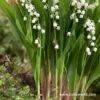 Bordeaux Lily Of The Valley -Garden Supplies Sales Store 27219