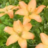 Easy Whisper Asiatic Lily -Garden Supplies Sales Store 27221 easy whisper asiatic lily