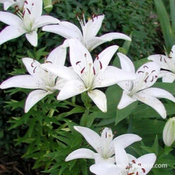 Bright Dimension Lily Collection -Garden Supplies Sales Store 27226 inuvik asiatic lilies