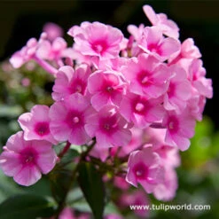 All Pink Summer Collection -Garden Supplies Sales Store 27227