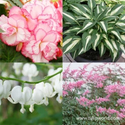 Shade Border Garden Collection