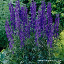 All Blue Summer Collection -Garden Supplies Sales Store 27231