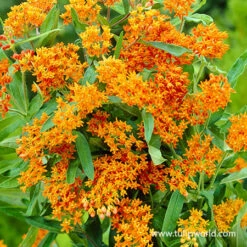 Summer Pollinator Garden -Garden Supplies Sales Store 27233 butterfly weed 1