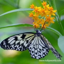 Summer Pollinator Garden -Garden Supplies Sales Store 27233 butterfly weed 2 1