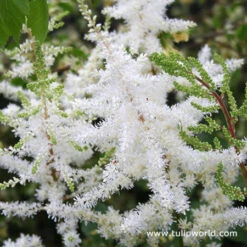 Colorful Summer Shade Garden -Garden Supplies Sales Store 27236