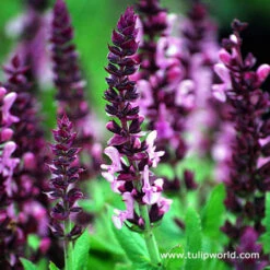 All Season Blooming Perennial Collection 26 All Season Blooming Perennial Collection -Garden Supplies Sales Store 27238