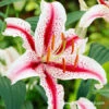Dizzy Oriental Lily -Garden Supplies Sales Store 27239 1
