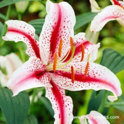 Spotty Garden Party Lily Collection -Garden Supplies Sales Store 27239 2