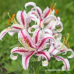 Spotty Garden Party Lily Collection -Garden Supplies Sales Store 27239 dizzy oriental lily 2 2