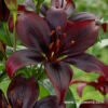 Dimension Asiatic Lily -Garden Supplies Sales Store 27240 1