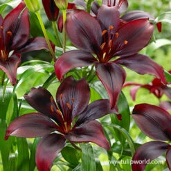 Bright Dimension Lily Collection -Garden Supplies Sales Store 27240 dimension asiatic lily