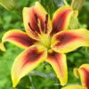 Viva La Vida Oriental Lily -Garden Supplies Sales Store 27241 viva la vida oriental lily 3